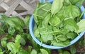 Spinach Seeds Viroflay Heirloom Organic Vegetable Seeds for Home Gardening, Spinacia oleracea, 200+ Seeds