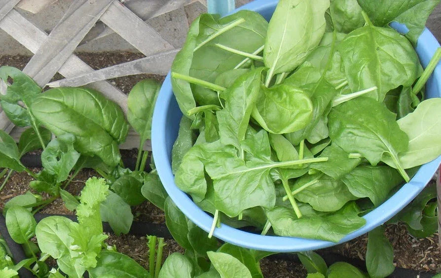 Spinach Seeds Viroflay Heirloom Organic Vegetable Seeds for Home Gardening, Spinacia oleracea, 200+ Seeds