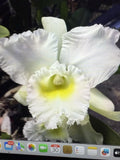 Orchid Plant Bare Root 4" Brassocattleya Pastoral Innocence Epiphytic Flowering Orchid for Home Decor