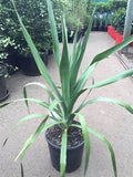 Dracaena Draco Seeds - 5 Pack, Dragon Tree Seeds, Rare Indoor Plant, Tropical, Air-Purifying, Architectural, Dracaena draco