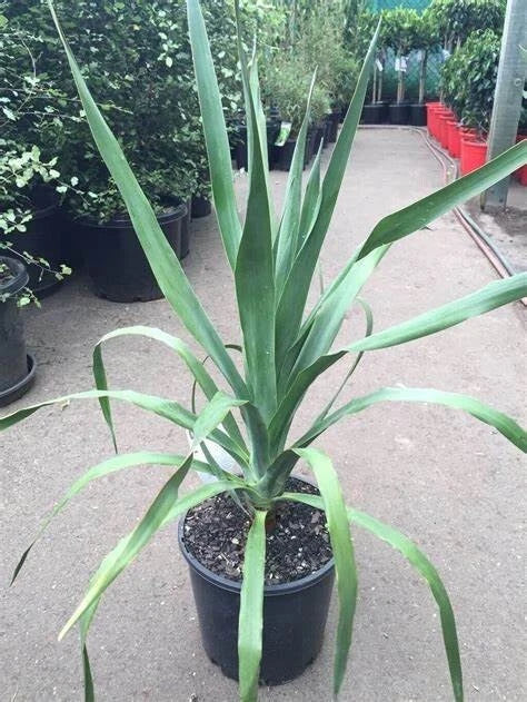Dracaena Draco Seeds - 5 Pack, Dragon Tree Seeds, Rare Indoor Plant, Tropical, Air-Purifying, Architectural, Dracaena draco