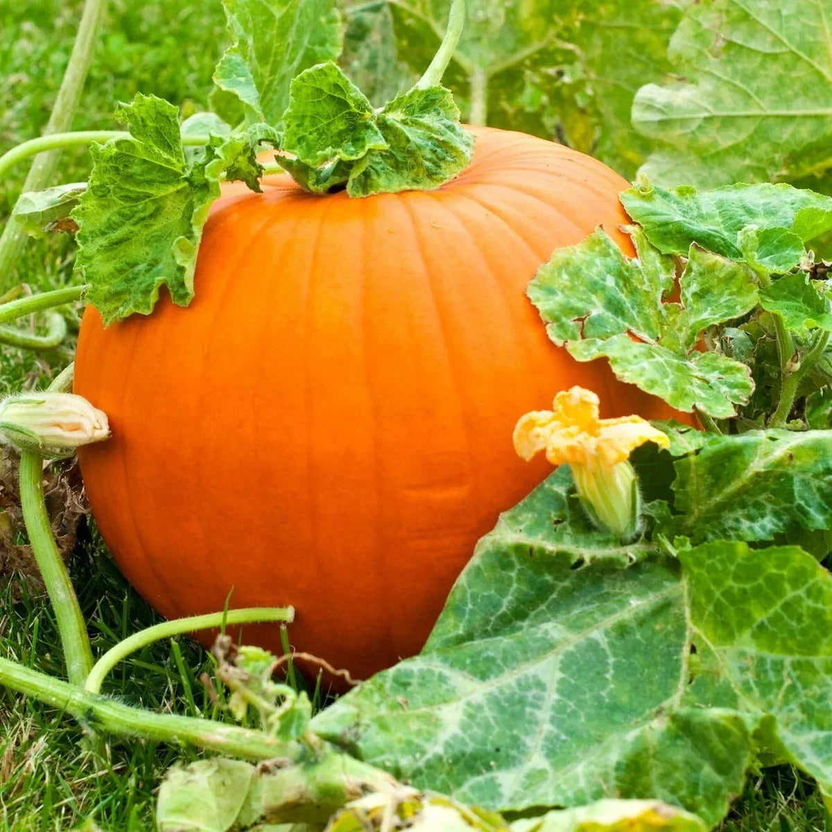 Live Pumpkin Plant Seedling in 4-Inch Pot – Cucurbita pepo, Easy to Grow Garden Ready, Spreading Vine, Fall Decoration