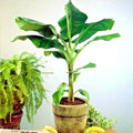 Dwarf Cavendish Banana Tree Seeds – Musa acuminata – Hardy Tropical Fruit Plant for Indoor & Outdoor Gardening
