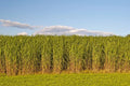 Switchgrass Seeds for Planting - Native Prairie Grass for Erosion Control, Biofuel, Panicum virgatum