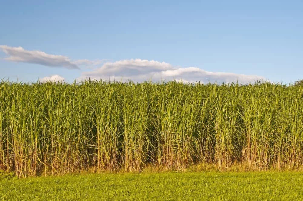 Switchgrass Seeds for Planting - Native Prairie Grass for Erosion Control, Biofuel, Panicum virgatum