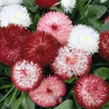 Red & White English Daisy Seeds - Bellis perennis - Perennial Garden Planting - 200+ Seeds for Borders & Containers