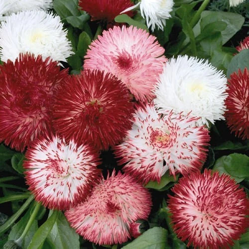 Red & White English Daisy Seeds - Bellis perennis - Perennial Garden Planting - 200+ Seeds for Borders & Containers