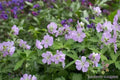 Joan Baker Geranium Seeds - 25+ Pack for Garden Planting - Pelargonium x hortorum - Bright Blooms, Easy Grow, Pollinator Attractant