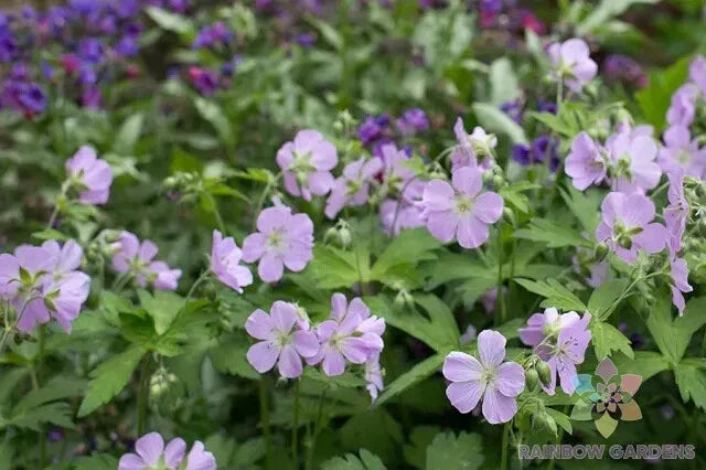 Joan Baker Geranium Seeds - 25+ Pack for Garden Planting - Pelargonium x hortorum - Bright Blooms, Easy Grow, Pollinator Attractant