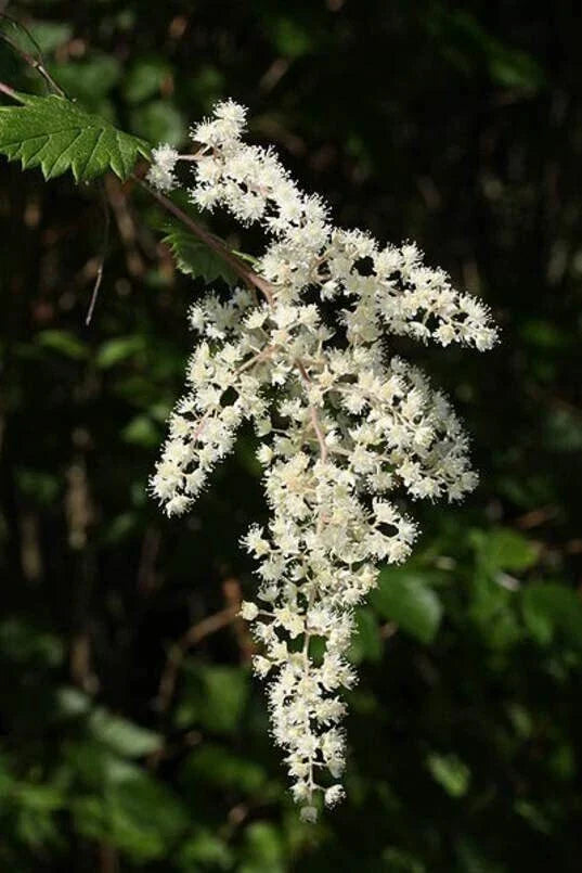 Ocean Spray Bush Seeds 50 Pack - Cream Bush Holodiscus discolor Native Garden Seeds