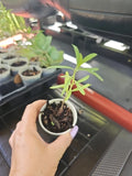 Balloon Milkweed Live Plant 4" Pot - Hairy Balls Butterfly Weed Asclepias Gomphocarpus for Pollinators