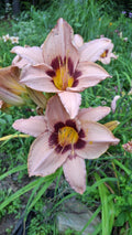 Daylily Starter Plant Bare Root - Hemerocallis 'Classic Caper' Perennial Flowering Plant for Gardens