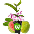 Barbie Pink Guava Live Plant in 3-Inch Pot, Psidium guajava, Tropical Fruit Plant for Garden or Indoor Use