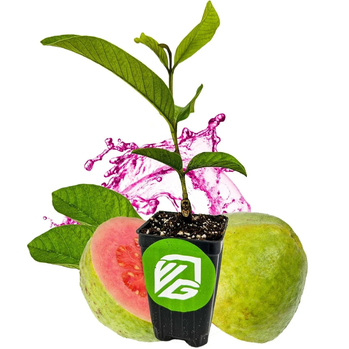 Barbie Pink Guava Live Plant in 3-Inch Pot, Psidium guajava, Tropical Fruit Plant for Garden or Indoor Use
