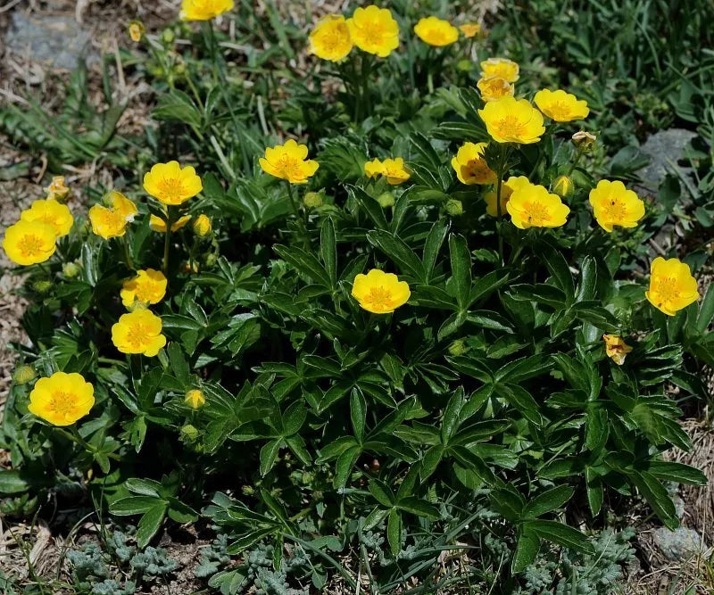 Aurea Potentilla Perennial Seeds - 5000 Count, Yellow Flowers, Hardy Ground Cover, Potentilla fruticosa, Garden & Landscape