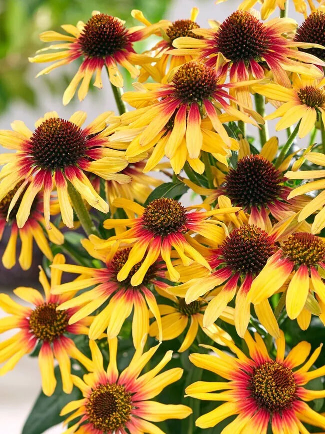 Sunseeker Coneflower Seeds - 200+ Pack - Echinacea purpurea Perennial Garden Seeds for Pollinators