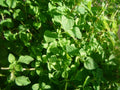 Common Thyme Herb Seeds - 1000 Pack - Thymus vulgaris - Aromatic Culinary Herb for Gardening & Cooking