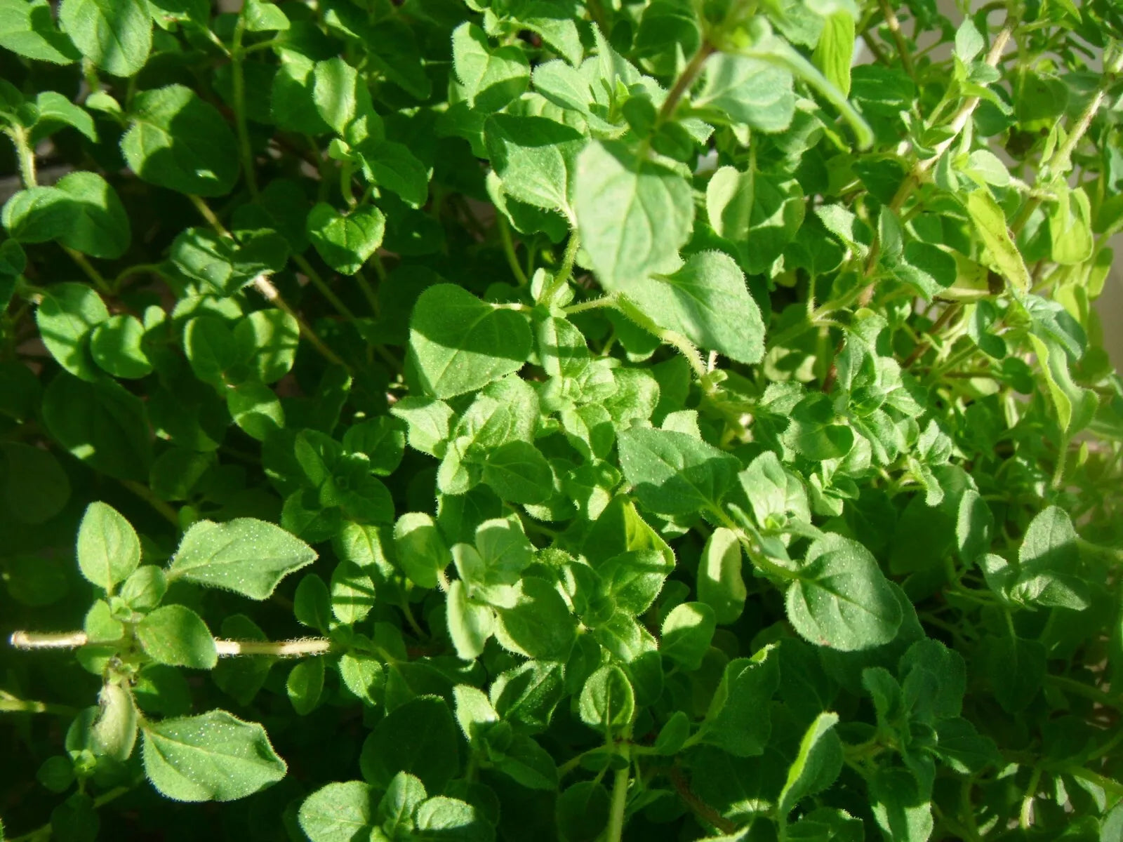 Common Thyme Herb Seeds - 1000 Pack - Thymus vulgaris - Aromatic Culinary Herb for Gardening & Cooking