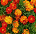 Marigold Seeds 100+ Sparky Mix Bright Orange Yellow Flower Garden Annuals Tagetes erecta