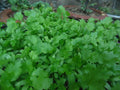 Non-GMO Cilantro Coriander Seeds for Gardening – Herb Seeds for Indoor & Outdoor Growing – Coriandrum sativum