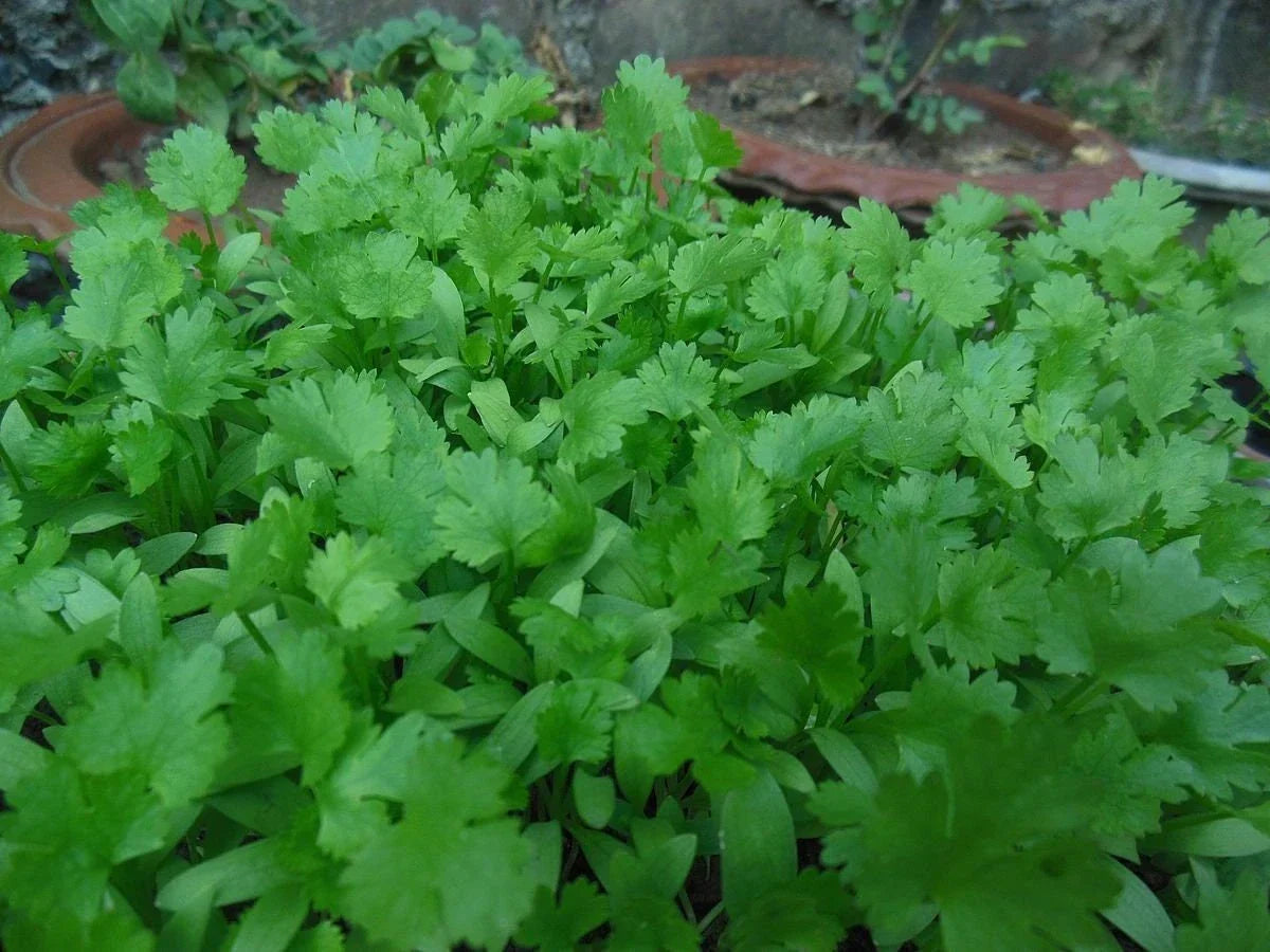 Non-GMO Cilantro Coriander Seeds for Gardening – Herb Seeds for Indoor & Outdoor Growing – Coriandrum sativum