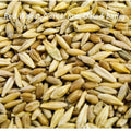 Cat Grass Mix Seeds - 300+ Red Wheat, Barley, Oats & Cereal Rye for Indoor Gardening, Pet Safe, Healthy Digestion