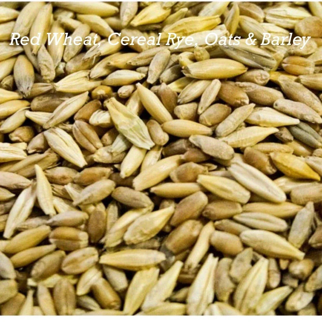 Cat Grass Mix Seeds - 300+ Red Wheat, Barley, Oats & Cereal Rye for Indoor Gardening, Pet Safe, Healthy Digestion