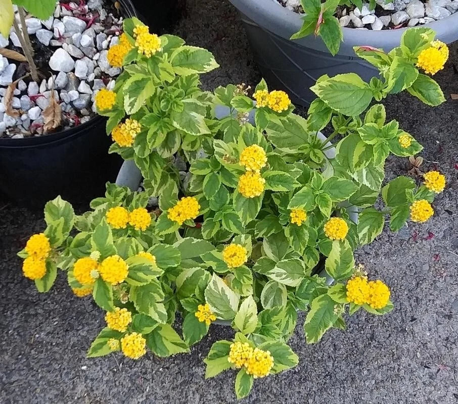 Variegated Lantana Samantha Live Plant | 4" Pot | Fragrant Foliage | Lantana camara | Sunny Garden or Indoor Plant