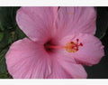 Seminole Pink Hibiscus Live Plant - 5 Inch Starter - Hibiscus rosa-sinensis - Tropical Indoor Outdoor Garden Plant