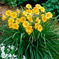 Large Yellow Daylily Bulbs - Stella D'Oro Clumps - Well-Rooted Perennial Plants for Garden - Hemerocallis 'Stella de Oro'