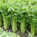 Celery Seeds 250 Heirloom Non-GMO Apium graveolens Vegetable Seeds for Garden, Salad, and Cooking