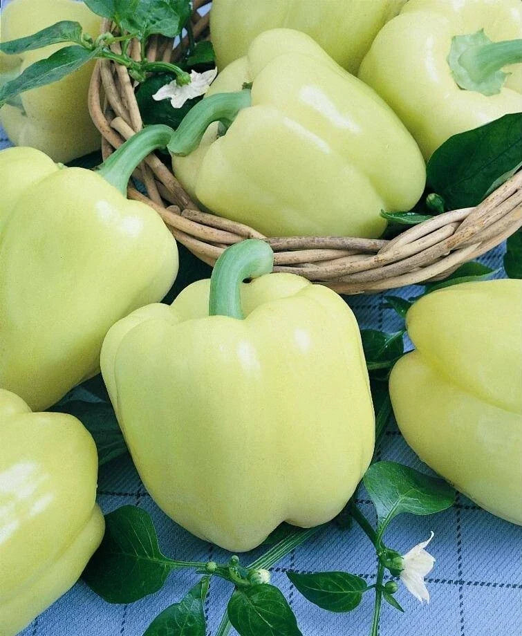 White Cloud Sweet Bell Pepper Seeds – Capsicum annuum, Rare White Color, 25/100/1000 Seeds for Garden, Fresh Eating, and Salads