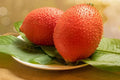 Rare Gac Melon Seeds - Compact Vines, Bright Spiky Fruit, Momordica cochinchinensis, 5 Pack