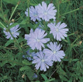 Chicory Seeds 500+ Blue Sailors Coffee Weed Perennial Herb Cichorium intybus for Garden, Edible Leaves, Blue Flowers