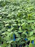 Hungarian Giant Tomato Live Plants - Lot of 3, 6-10 Inches, Solanum lycopersicum, Vegetable Garden Plants