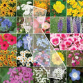 California Wildflower Mix Seeds - 1200 Native Varieties for Gardens & Pollinators