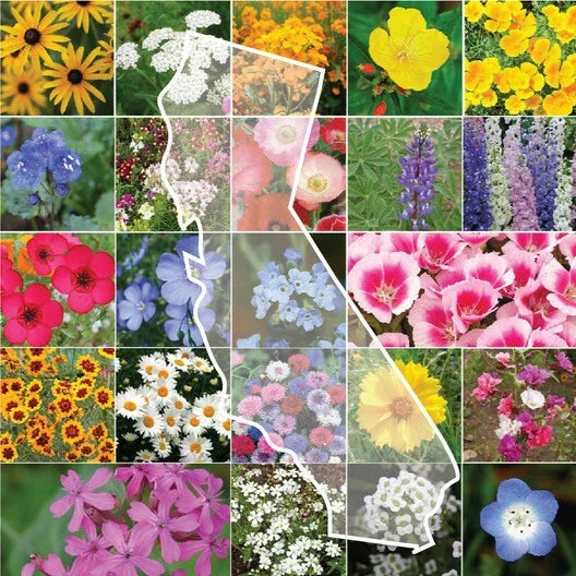 California Wildflower Mix Seeds - 1200 Native Varieties for Gardens & Pollinators