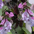 Hyacinth Bean Seeds - 5 Pack, Ruby Moon Variety, Climbing Vine, Lablab purpureus