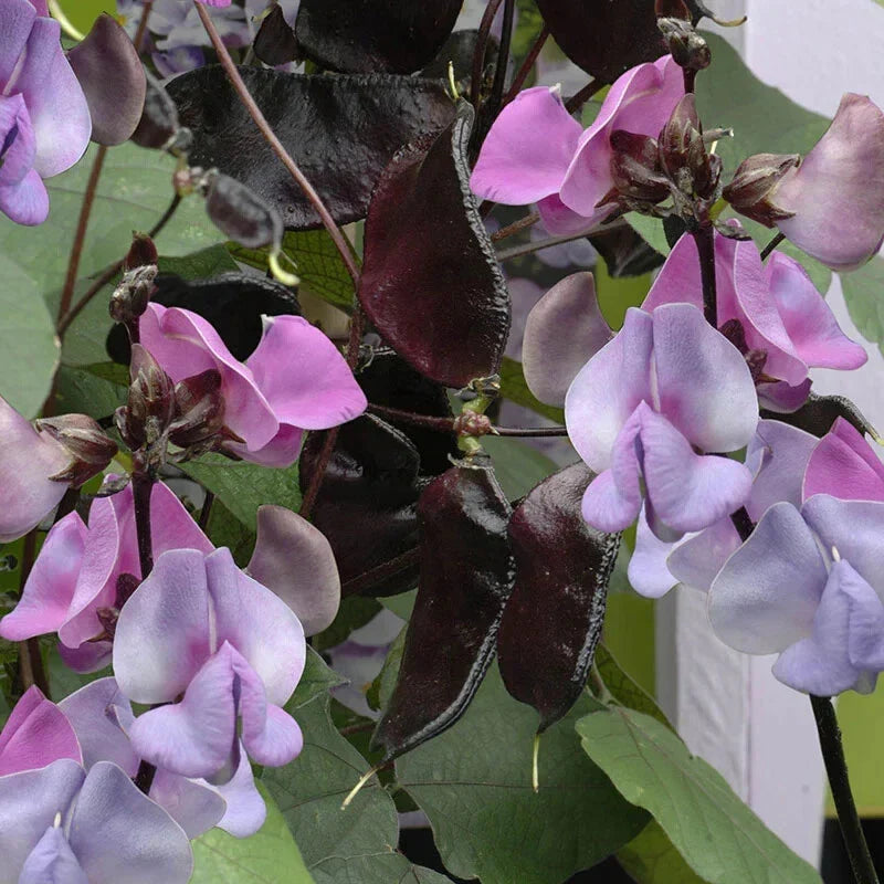 Hyacinth Bean Seeds - 5 Pack, Ruby Moon Variety, Climbing Vine, Lablab purpureus