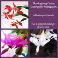 Thanksgiving Cactus Cuttings 2 Pack Red Pink White Fresh Propagation Schlumbergera