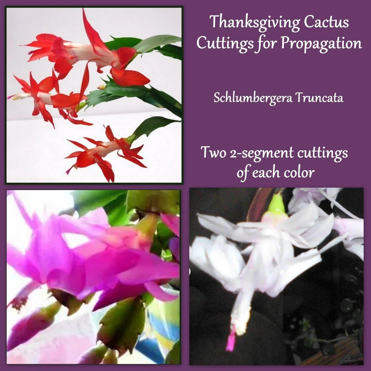 Thanksgiving Cactus Cuttings 2 Pack Red Pink White Fresh Propagation Schlumbergera