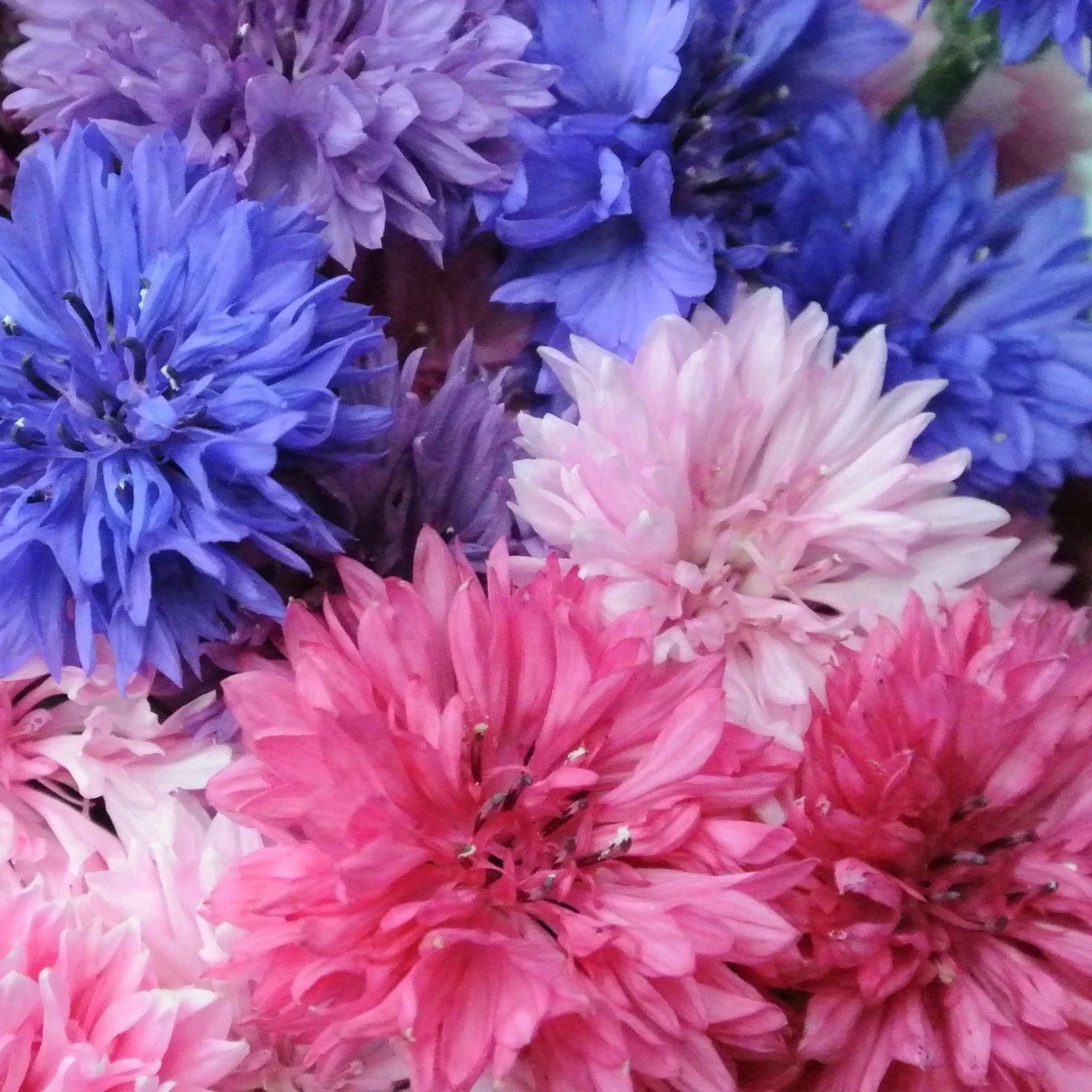 Cotton Candy Mix Bachelor Button Seeds - Tall Centaurea cyanus for 2025 Planting, Pink, Blue & White Blooms