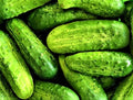 Wisconsin SMR-58 Pickling Cucumber Seeds – 50 Heirloom Cucumis sativus for Home Gardening & Pickling