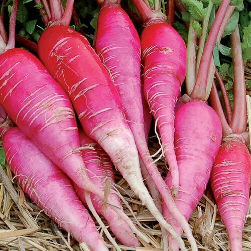 China Rose Radish Microgreen Seeds 250 Ct Raphanus sativus var. longipinnatus for Sprouting & Culinary Use