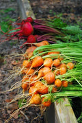 Parisian Carrot Seeds Bulk 1000 Count Packet | Daucus carota | Tender Round Globes, Sweet & Tasty Carrots for Gardens & Containers