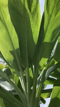 Cordyline fruticosa Cuttings - Green Hawaiian Ti Good Luck Plant - 24 Large Logs for Propagation & Indoor Garden
