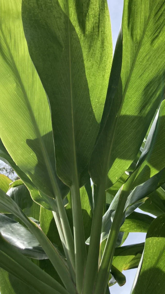 Cordyline fruticosa Cuttings - Green Hawaiian Ti Good Luck Plant - 24 Large Logs for Propagation & Indoor Garden