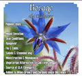 Borage Seeds | Organic Edible Herb | Non-GMO, Open Pollinated | Borago officinalis | 60 Seeds