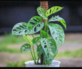 Monstera adansonii Cuttings - 3 Healthy Adanson's Monstera Swiss Cheese Plant Clippings - Tropical Vine for Indoor & Outdoor