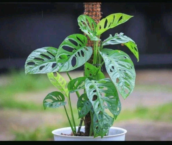 Monstera adansonii Cuttings - 3 Healthy Adanson's Monstera Swiss Cheese Plant Clippings - Tropical Vine for Indoor & Outdoor